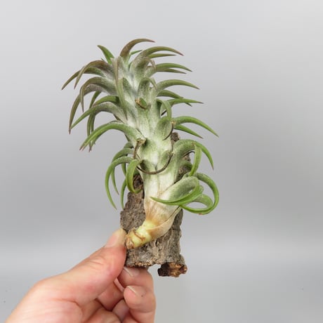 Tillandsia ionantha var. vanhyningii 'Red Dragon'