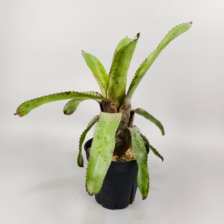 Canistrum fosterianum (Aus.)