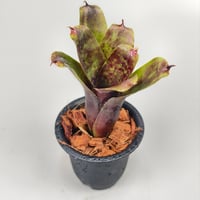 Neoregelia Java Plum'(Lisa Vinzant) Bromeliad Cultivar Register (5082)