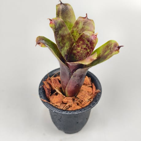 Neoregelia Java Plum'(Lisa Vinzant) Bromeliad Cultivar Register (5082)