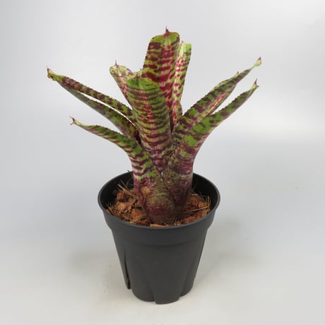 Neoregelia 'Whirlwind' Bromeliad Cultivar Register (11247)