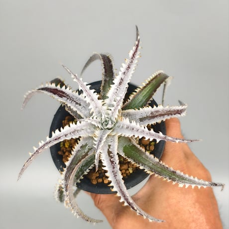 Dyckia 'Phanat Nikhom'