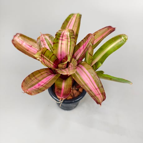 Neoregelia 'Moonlight Huge' Toum Sprung-Garden Hybrid