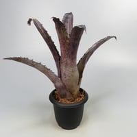 Hohenbergia leopoldo-horstii Hawaii form