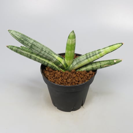 Sansevieria boncel variegated from Yoky plant