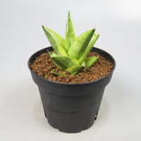 Sansevieria Pagoda aurea variegated from Yoky plant