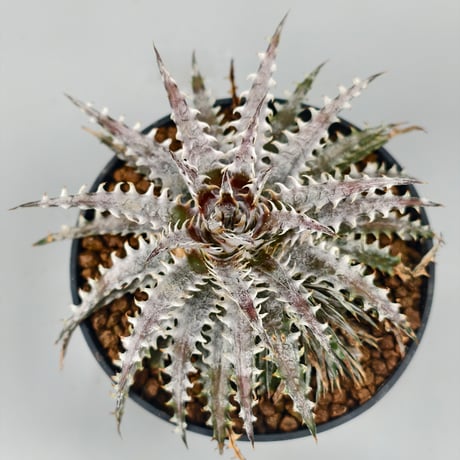 Dyckia Fountain × (SSH × RRP)  #N026