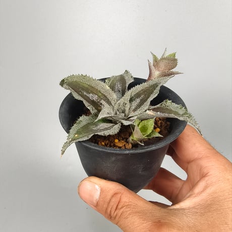 Cryptanthus 'Racing Stripes' Bromeliad Cultivar Register (1985)