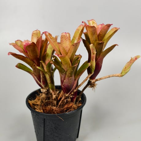 Neoregelia Chiquita Linda Bromeliad Cultivar Register (3598)
