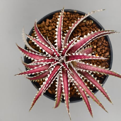 Dyckia Uncle Ray  Bill Baker hybrid