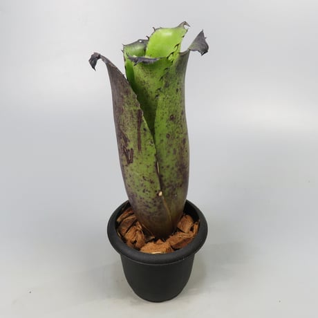 Hohenbergia Special Spine