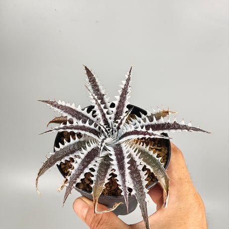 Dyckia Photon ((Sawfish x Zinfandel #8) x Heaven and Hell) (PSA01)
