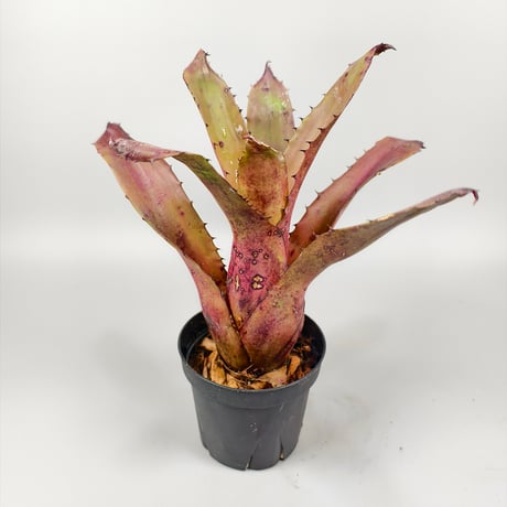 Hohenbergia sp Brazil Seeds from Brazil ex EL