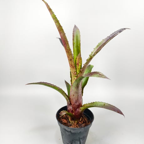 Hohenbergia vestita Darkness clone