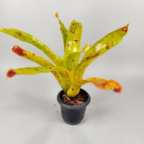 Neoregelia kautskyi