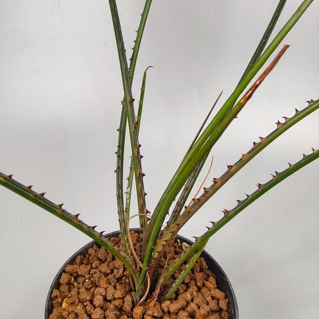 Acanthostachys pitcairnioides