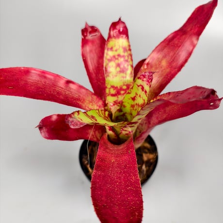 Neoregelia Winnie the Pooh Bromeliad Cultivar Register (10495)