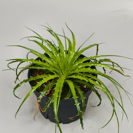 Encholirium horridum type MG Minas Gerais Brazil from Wild seed