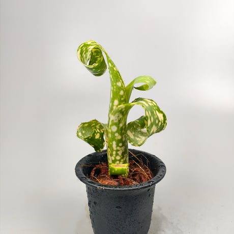 Billbergia leptopoda