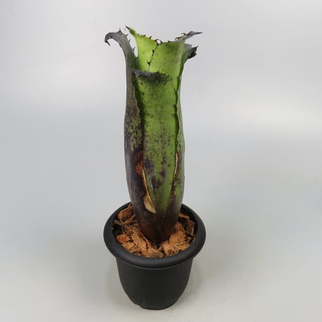 Hohenbergia Special Spine