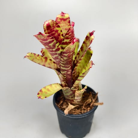 Neoregelia (lilliputiana x BAM) x (lilliputiana x punctatissima)