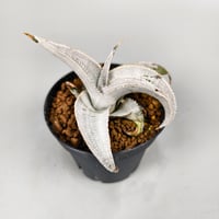Dyckia marnier-lapostollei 'Super Wide Leaf' ex Vichit Thanduan