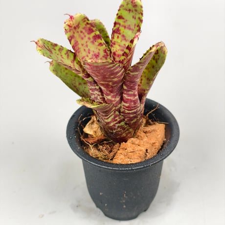 Neoregelia Tiger Sprung