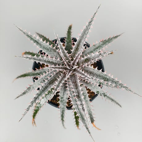 Dyckia 'Kali' Sueb Hybrid