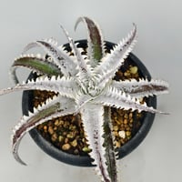 Dyckia 'Phanat Nikhom'
