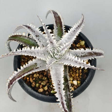 Dyckia 'Phanat Nikhom'