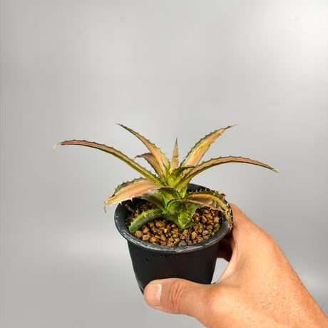 Orthophytum Iron ore × (Iron ore × (Brittle Star × saxicola))