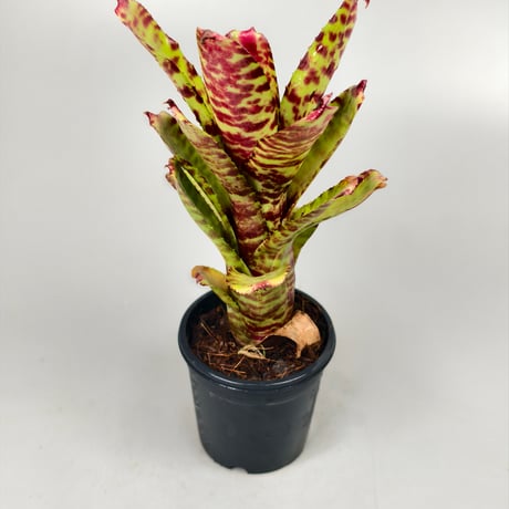 Neoregelia (lilliputiana x BAM) x (lilliputiana x punctatissima)