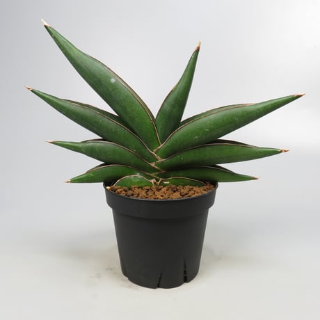 Sansevieria Sawasdee