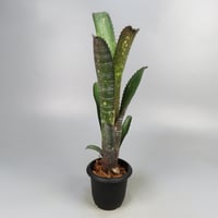 Billbergia 'Canvey Snow'