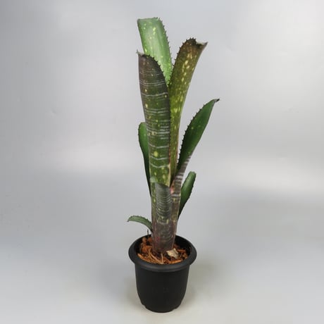 Billbergia 'Canvey Snow'