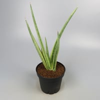 Sansevieria Royal Crown yellow variegated from Yoky plant