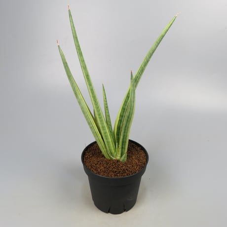 Sansevieria Royal Crown yellow variegated from Yoky plant