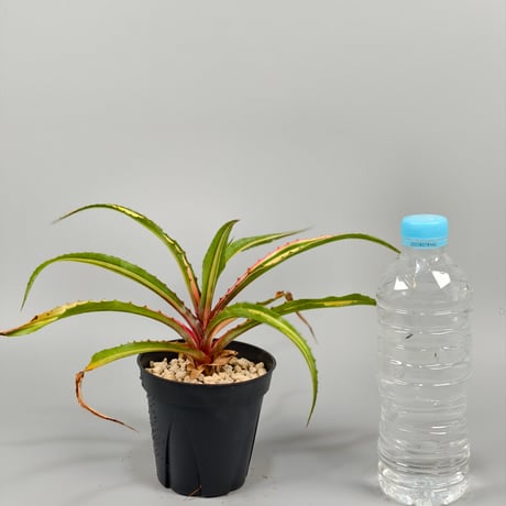 Aechmea magdalenae 'Quadricolor'