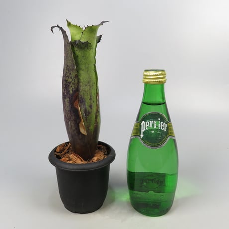 Hohenbergia Special Spine