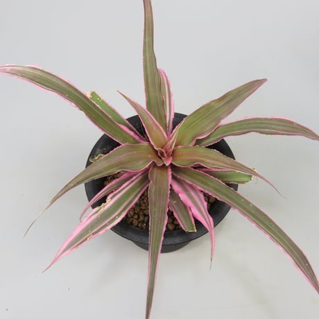 Cryptanthus 'Marian Oppenheimer' Bromeliad Cultivar Register (1823)