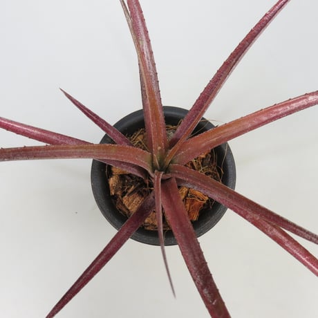Aechmea recurvata f.rubra