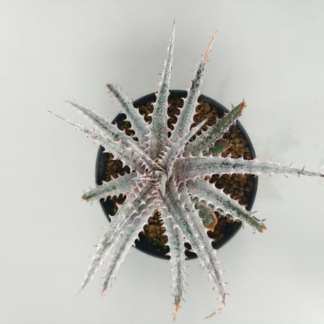 Dyckia 'Kali' (Warren × Mercury) Sueb Hybrid