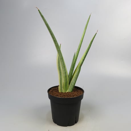 Sansevieria Royal Crown yellow variegated from Yoky plant