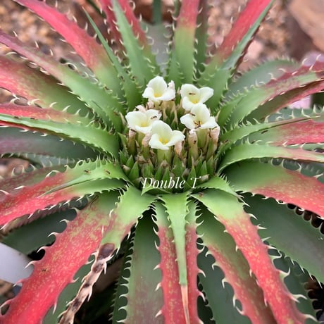 Sincoraea hatschbachii ex Cherry Basic