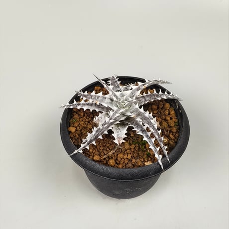 Dyckia Little Wing Bromeliad Cultivar Register (16648) Otto Bromeliad Hybrid