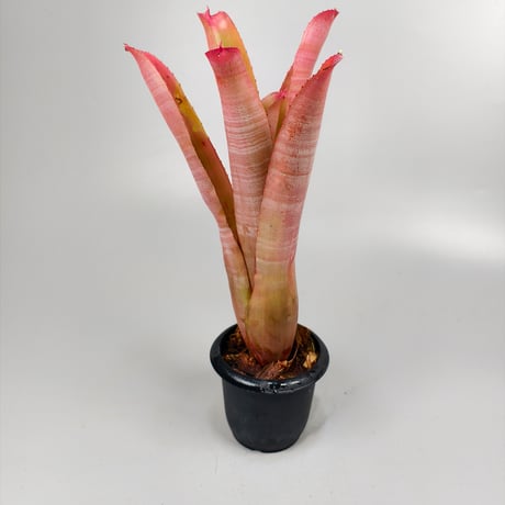 Neoregelia cruenta Rubra