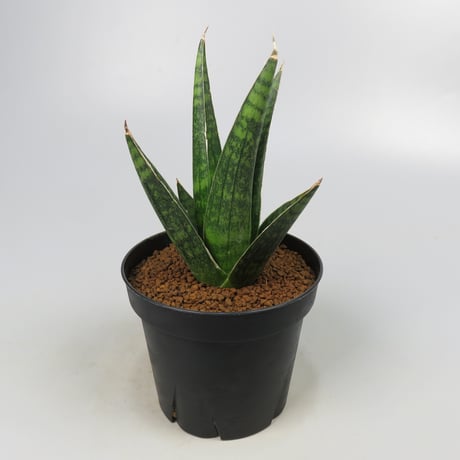 Sansevieria Manny pacquiao from Yoky plant