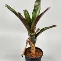 Canistrum seidelianum