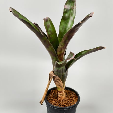 Canistrum seidelianum