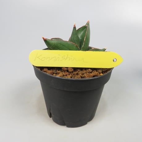 Sansevieria konnichiwa from Yoky plant